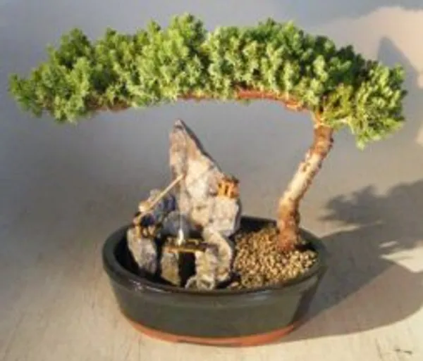 Large Juniper Stone Landscape Scene Bonsai, 10 Years Old (Juniperus procumbens 'Nana')