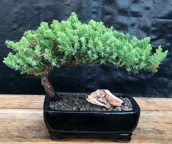 Medium Juniper Bonsai, 6 Years Old (Juniperus procumbens 'Nana')