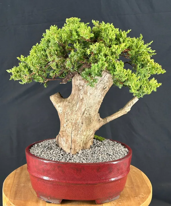 Juniper Phoenix Graft Bonsai, 25 Years Old (Juniperus procumbens)