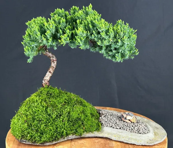 Juniper Planted Bonsai, On a Rock Slab, 12 Years Old (Juniperus procumbens 'Nana')