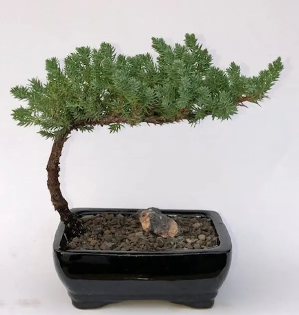 Small Juniper Bonsai, 3 Years Old (Juniperus procumbens 'Nana')