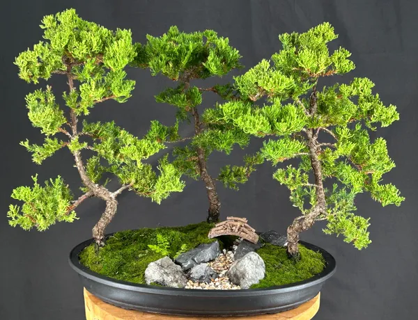 Juniper Group Bonsai, Three Tree Forest, 16 Years Old (Juniperus procumbens)
