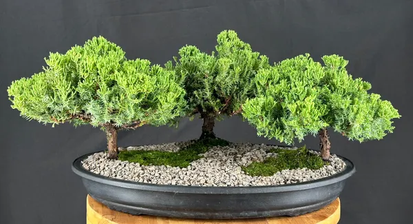 Juniper Group Bonsai, Three Tree Forest, 6 Years Old (Juniperus procumbens)