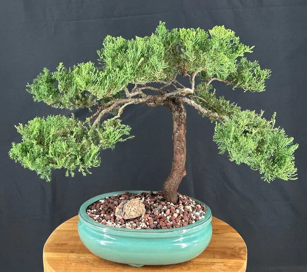 Juniper Bonsai, Trained, 29 Years Old (Juniperus procumbens)