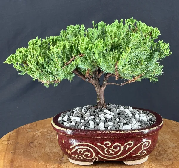 Juniper Bonsai, Trained, 16 Years Old (Juniperus procumbens)