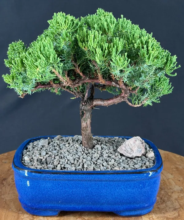 Juniper Bonsai, Trained, 16 Years Old (Juniperus procumbens)