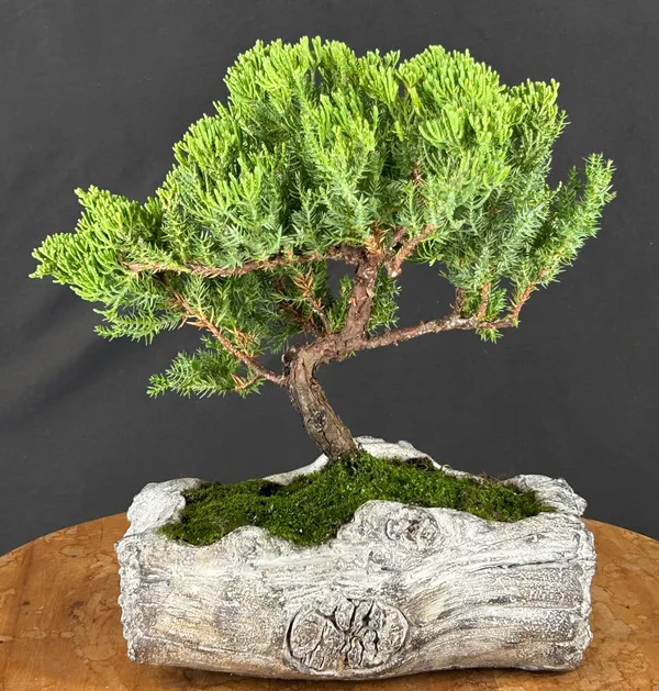 Juniper Bonsai, Trained, 16 Years Old (Juniperus procumbens)