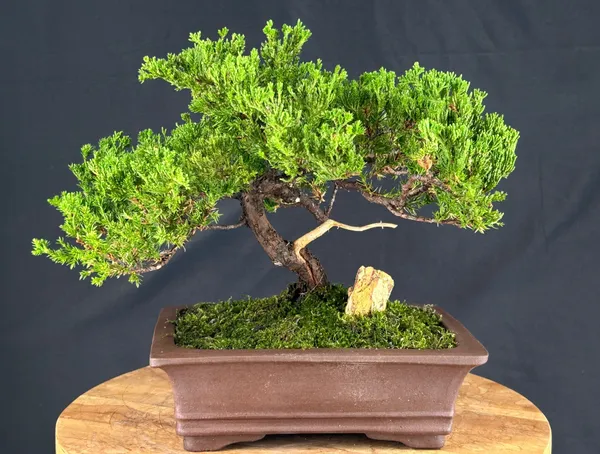 Juniper Bonsai, Trained, 23 Years Old (Juniperus procumbens)