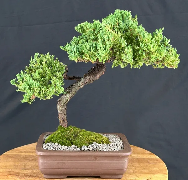 Juniper Bonsai, Trained, 14 Years Old (Juniperus procumbens)