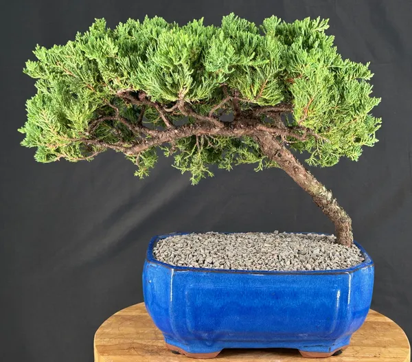 Juniper Bonsai, Trained, 23 Years Old (Juniperus procumbens)