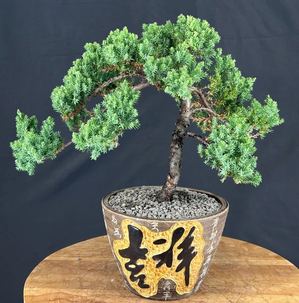 Juniper Bonsai, Trained, 18 Years Old (Juniperus procumbens)