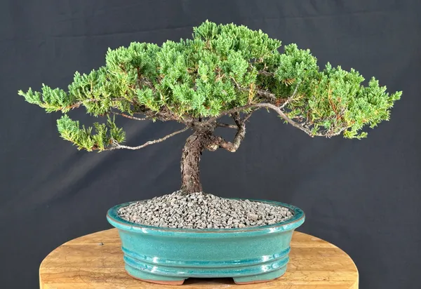 Juniper Bonsai, Trained, 19 Years Old (Juniperus procumbens)