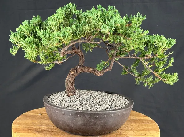 Juniper Bonsai, Trained, 21 Years Old (Juniperus procumbens)