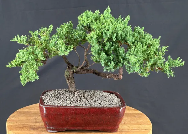 Juniper Bonsai, Trained, 18 Years Old (Juniperus procumbens)