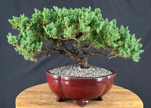 Juniper Bonsai, Trained, 17 Years Old (Juniperus procumbens)