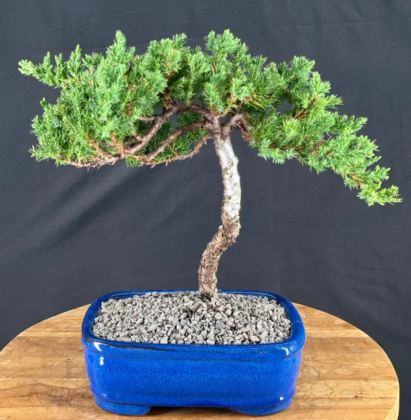 Juniper Bonsai, Trained, 14 Years Old (Juniperus procumbens)
