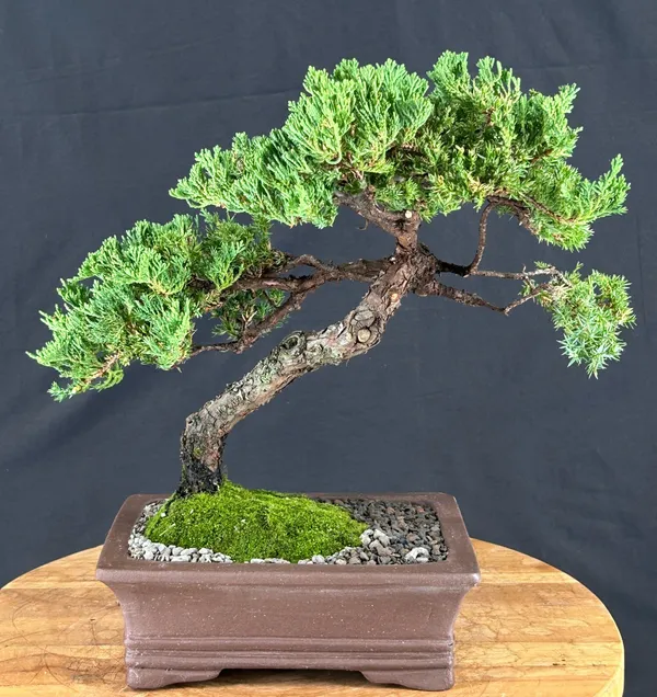 Juniper Bonsai, Trained, 19 Years Old (Juniperus procumbens)