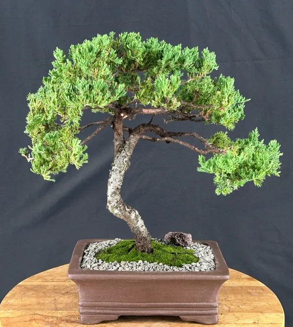 Juniper Bonsai, Trained, 22 Years Old (Juniperus procumbens)