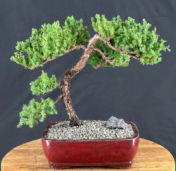 Juniper Bonsai, Trained, 16 Years Old (Juniperus procumbens)