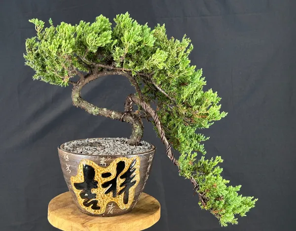 Juniper Bonsai, Trained, 24 Years Old (Juniperus procumbens)