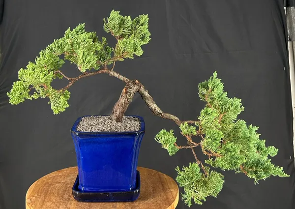 Juniper Bonsai, Trained, 27 Years Old (Juniperus procumbens)