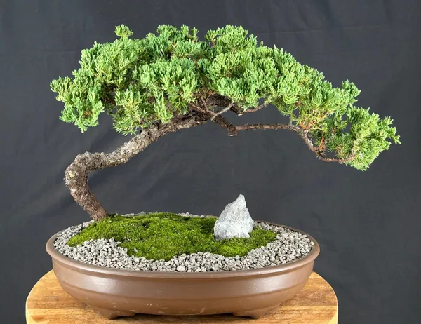 Juniper Bonsai, Trained, 22 Years Old (Juniperus procumbens)