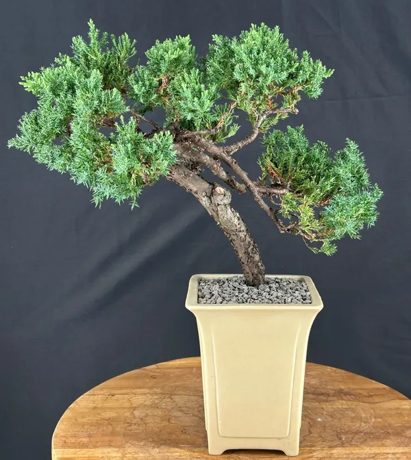Juniper Bonsai, Trained, 14 Years Old (Juniperus procumbens)