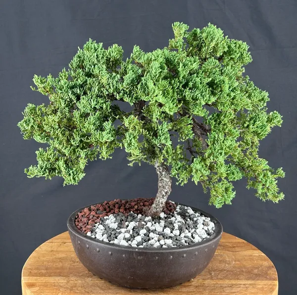 Juniper Bonsai, Trained, 20 Years Old (Juniperus procumbens)