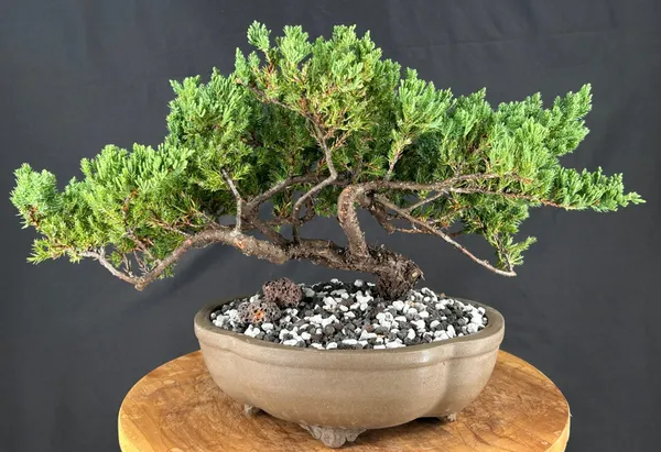 Juniper Bonsai, Trained, 18 Years Old (Juniperus procumbens)