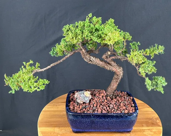 Juniper Bonsai, Trained, 23 Years Old (Juniperus procumbens)