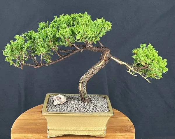 Juniper Bonsai, Trained, 25 Years Old, 15 Inches Tall (Juniperus procumbens)