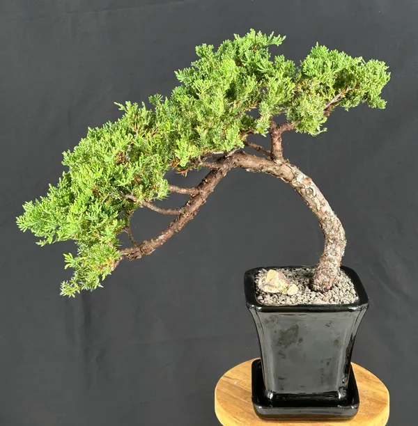 Juniper Bonsai, Trained, 27 Years Old (Juniperus procumbens)