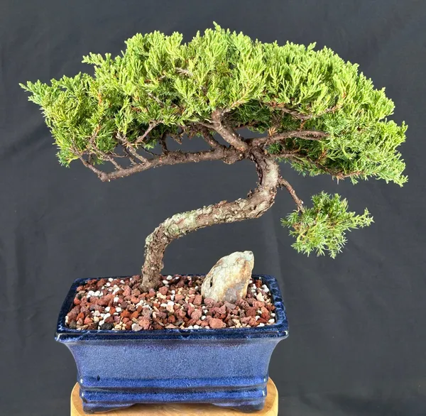 Juniper Bonsai, Trained, 21 Years Old, 17 Inches Tall (Juniperus procumbens)