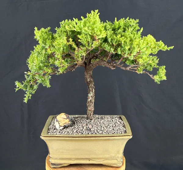 Juniper Bonsai, Trained, 19 Years Old, 14 Inches Tall (Juniperus procumbens)