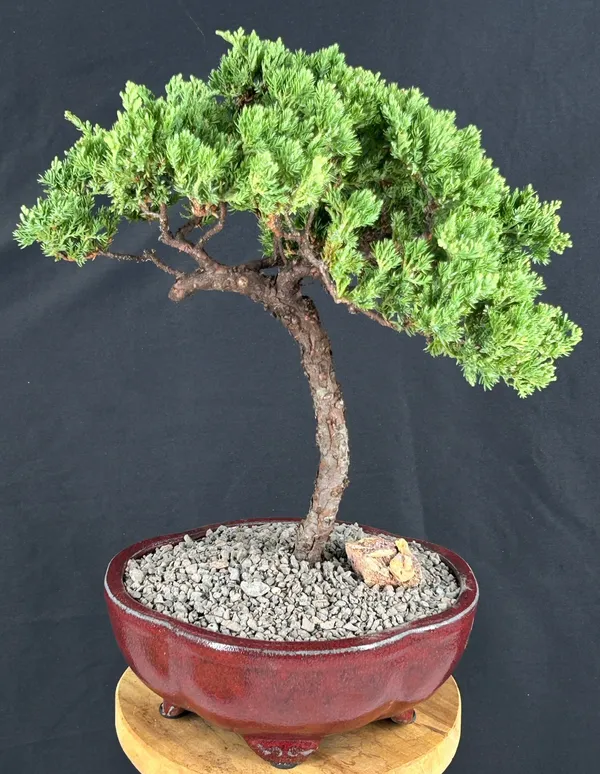 Juniper Bonsai, Trained, 21 Years Old, 15 Inches Tall (Juniperus procumbens)
