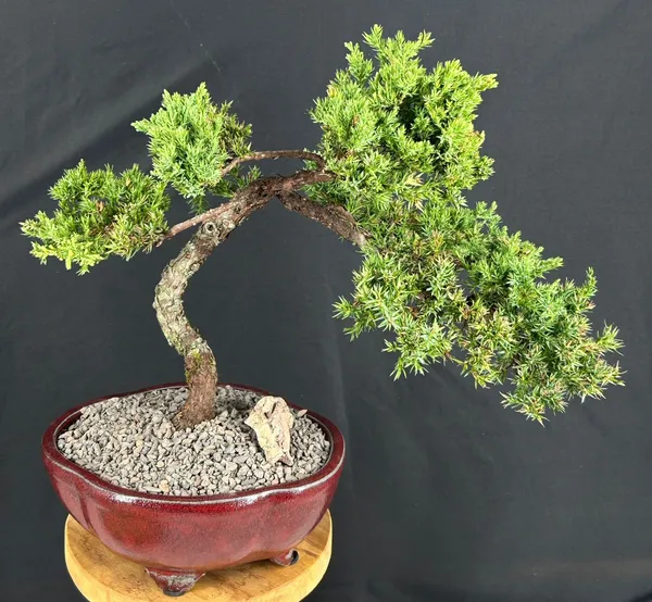 Juniper Bonsai, Trained, 21 Years Old, 15 Inches Tall (Juniperus procumbens)
