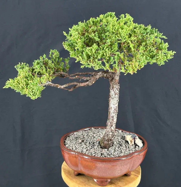 Juniper Bonsai, Trained, 20 Years Old, 15 Inches Tall (Juniperus procumbens)