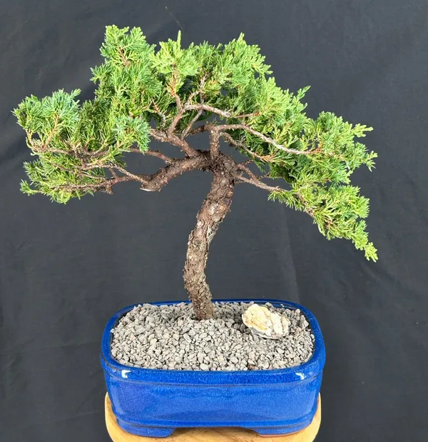 Juniper Bonsai, Trained, 20 Years Old, 14 Inches Tall (Juniperus procumbens)
