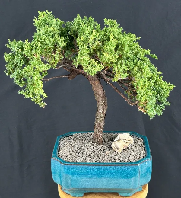 Juniper Bonsai, Trained, 20 Years Old, 15 Inches Tall (Juniperus procumbens)