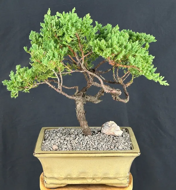 Juniper Bonsai, Trained, 24 Years Old, 14 Inches Tall (Juniperus procumbens)
