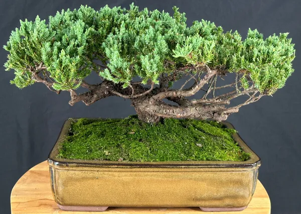 Juniper Bonsai, Trained, 25 Years Old, 13 by 16 Inches (Juniperus procumbens)