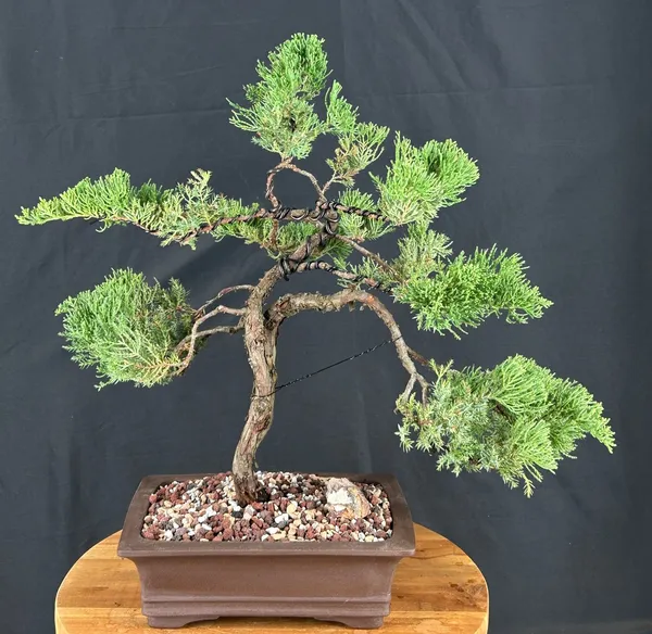 Juniper Bonsai, Trained, 22 Years Old (Juniperus procumbens)