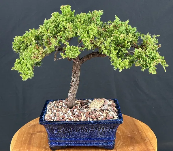 Juniper Bonsai, Trained, 20 Years Old, 14 Inches Tall (Juniperus procumbens)