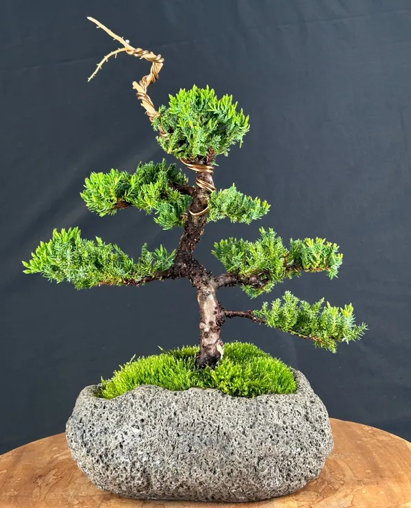 Juniper Bonsai, Trained, 21 Years Old, 14 Inches Tall (Juniperus procumbens)