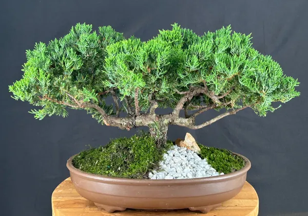 Juniper Bonsai, Trained, 25 Years Old, 12 Inches Tall (Juniperus procumbens)