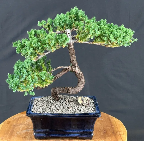 Juniper Bonsai, Trained, 14 by 13 Inches (Juniperus procumbens)