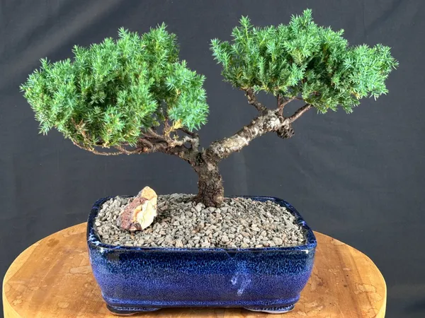 Juniper Bonsai, Trained, 13 by 10 Inches (Juniperus procumbens)