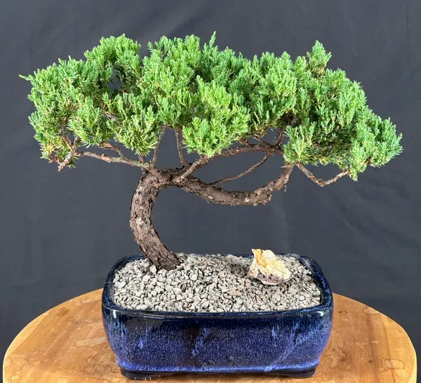 Juniper Bonsai, Trained, 14 by 12 Inches (Juniperus procumbens)