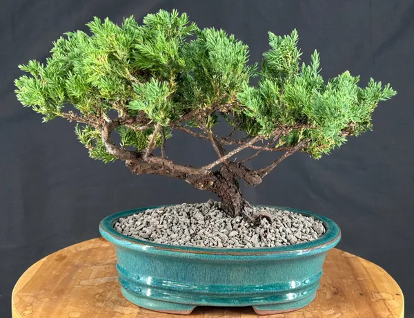 Juniper Bonsai, Trained, 13 by 11 Inches (Juniperus procumbens)