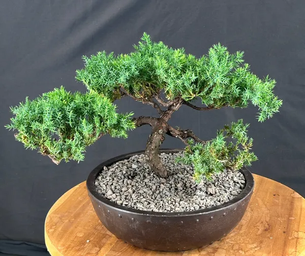 Juniper Bonsai, Trained, 13 by 10 Inches (Juniperus procumbens)